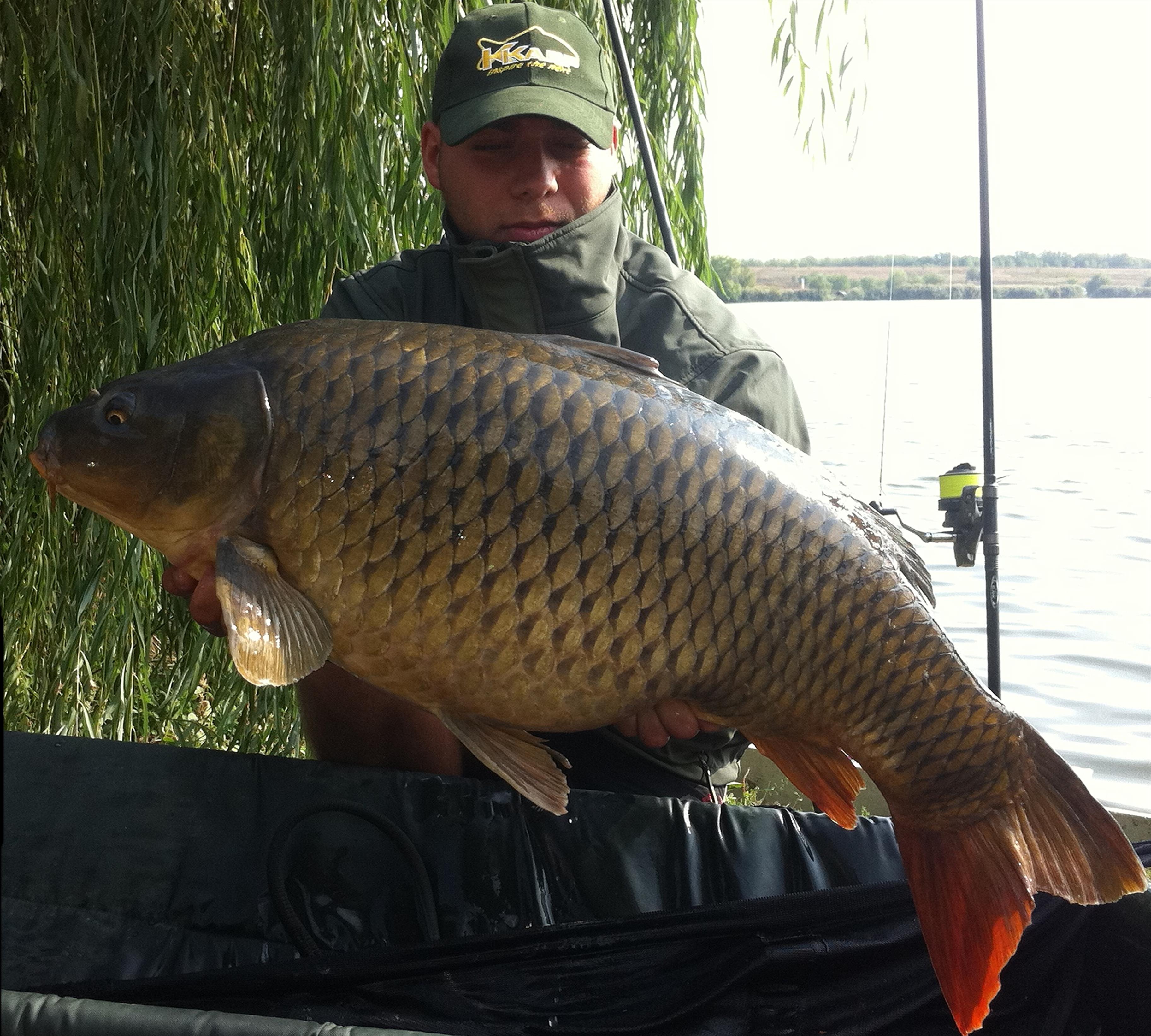 Diverse Partide - claudiu k-karp.jpg